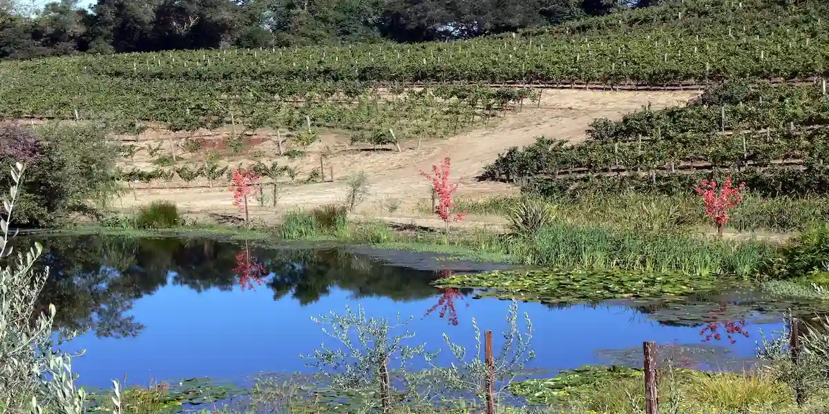 Vineyard hillside reflected in a pond