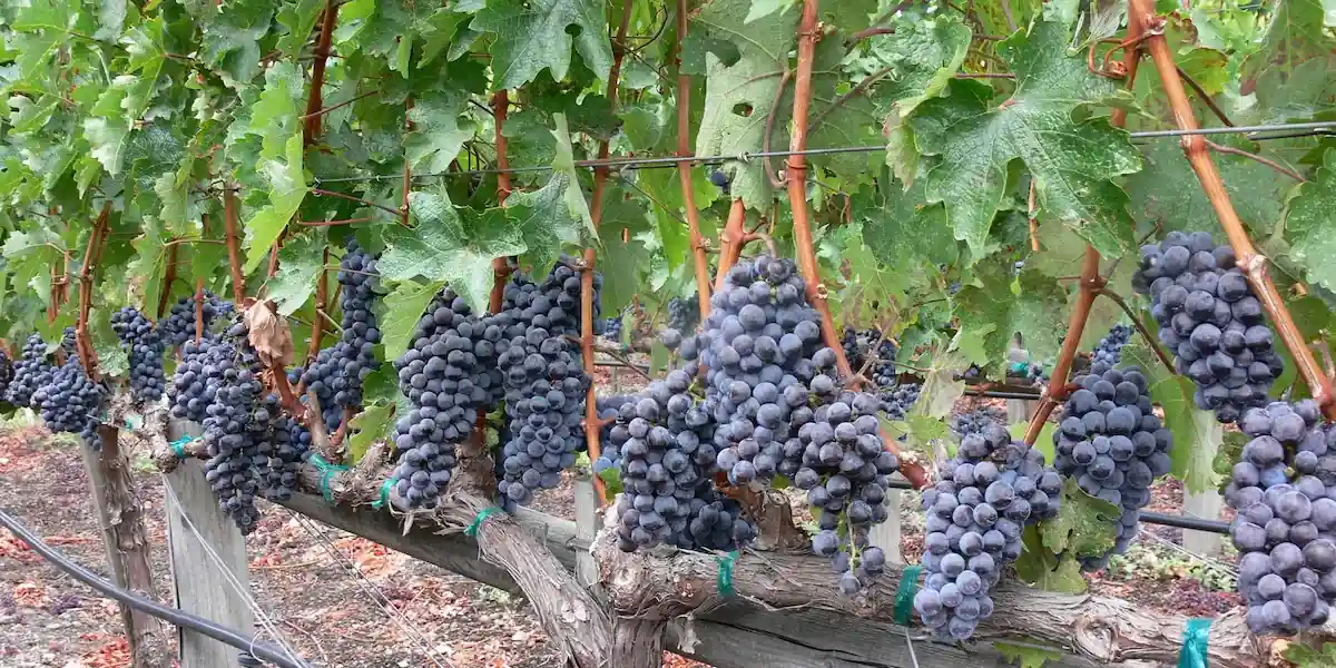 Ripe wine grapes hanging on the vine