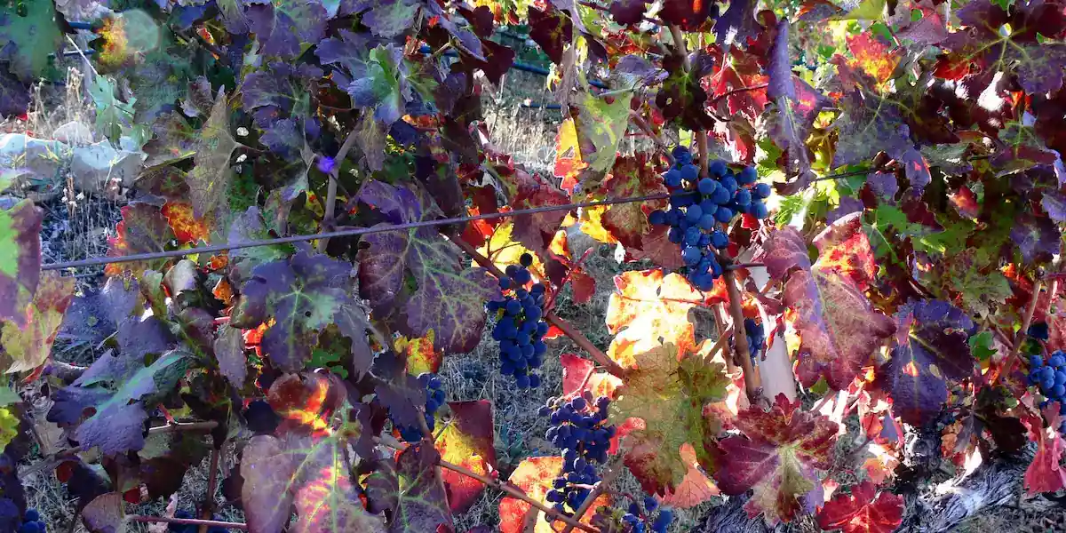 Wine grapes among autumn-colored vine leaves